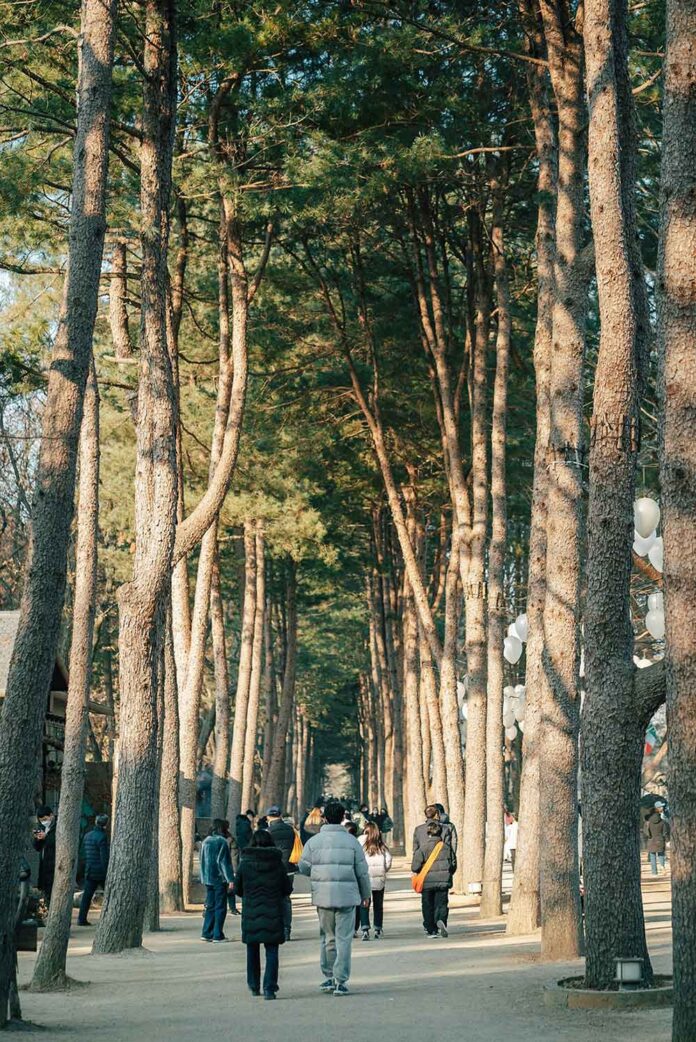 당일치기로-좋은-국내-여행-남이섬-사진